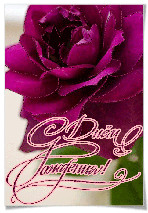 С Днем Рождения открытка с розой~Открытки с Днем Рождения
