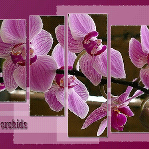 Орхидеи картинки