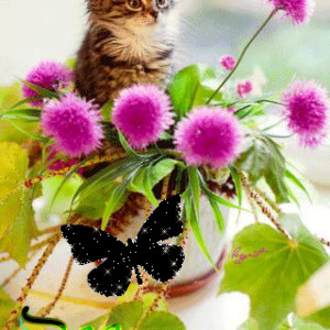 Котенок в цветочном горшке картинки