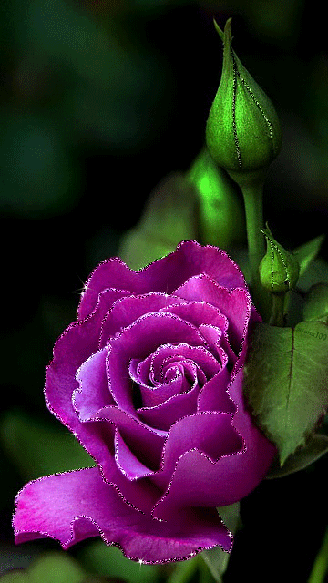Фиолетовая роза~Цветы анимация