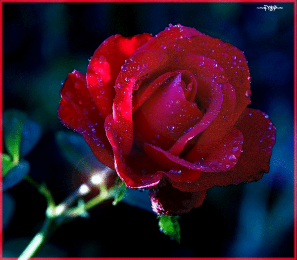 Красная роза~Цветы анимация