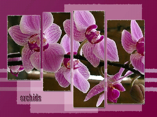 Орхидеи картинки~Цветы анимация