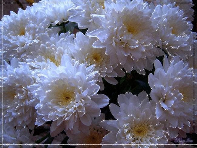 Белые хризантемы~Цветы анимация