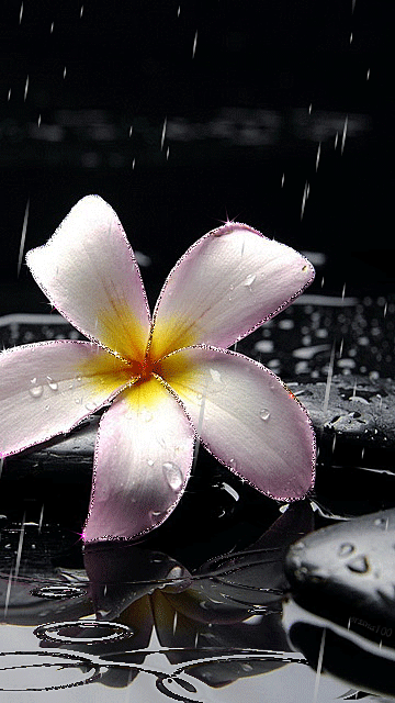 Flori în ploaie