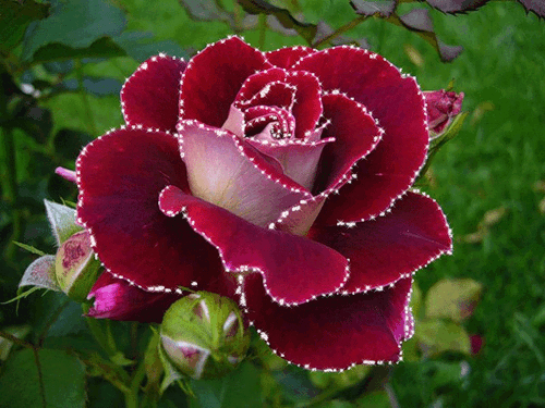 Живая роза - Цветы анимация