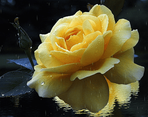 Жёлтая роза.~Цветы анимация
