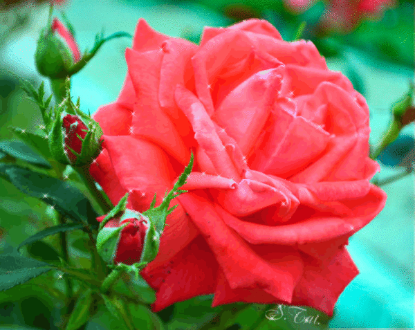 Мерцающая роза~Цветы анимация