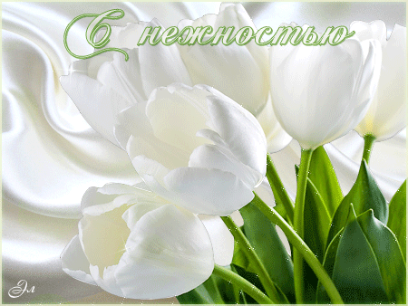 Белые тюльпаны с нежностью~Цветы анимация