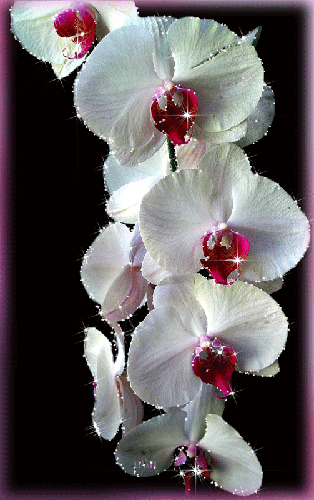Белая Орхидея