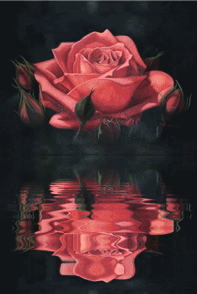 Красивая роза в отражении воды - Цветы анимация
