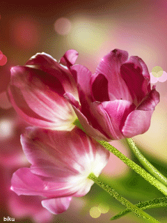 Три тюльпана - Цветы анимация