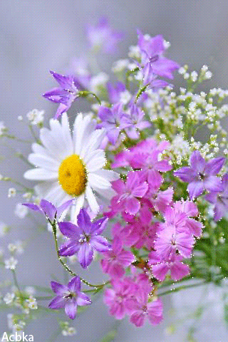 Летние цветы~Цветы анимация