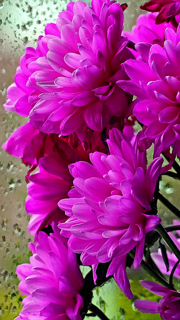 Condiții de viață Chrysanthemum