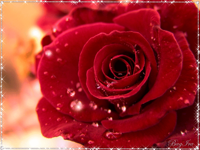 Красная роза с переливающимися капельками росы