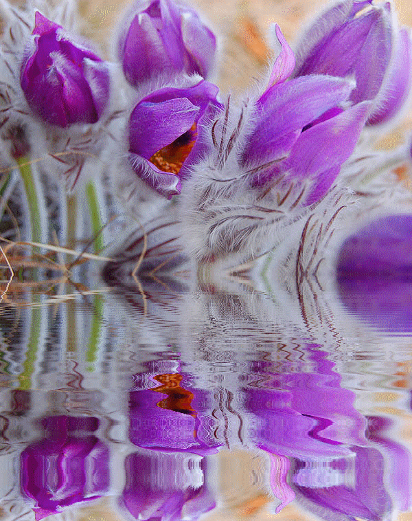 Pulsatilla anemone