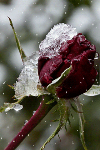 Замерзшая роза~Цветы анимация