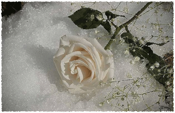Белая роза на снегу~Цветы анимация