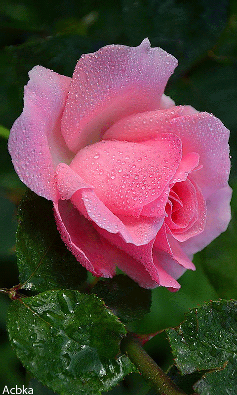 Большая фотография с розой