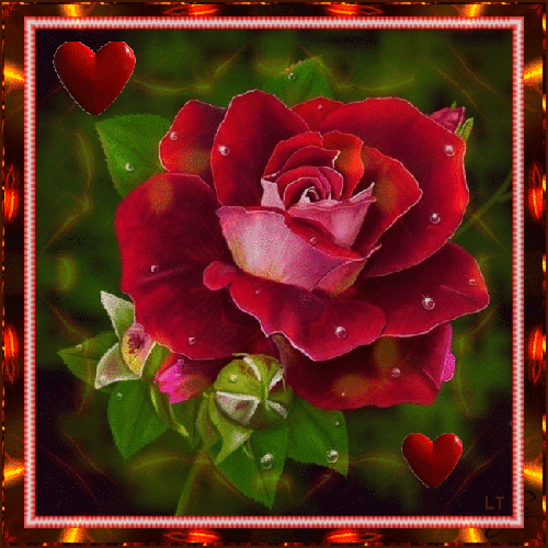 Сердечная роза~Цветы анимация