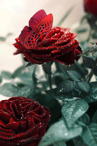 Бабочка на бархатных розах