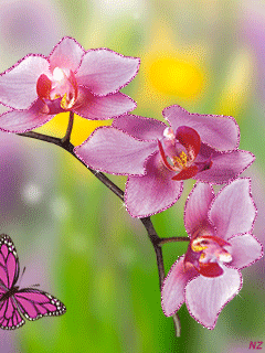 Орхидеи анимированная картинка~Цветы анимация