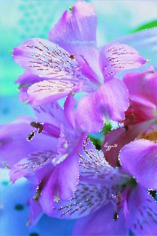 Нежные лилово-голубые цветы