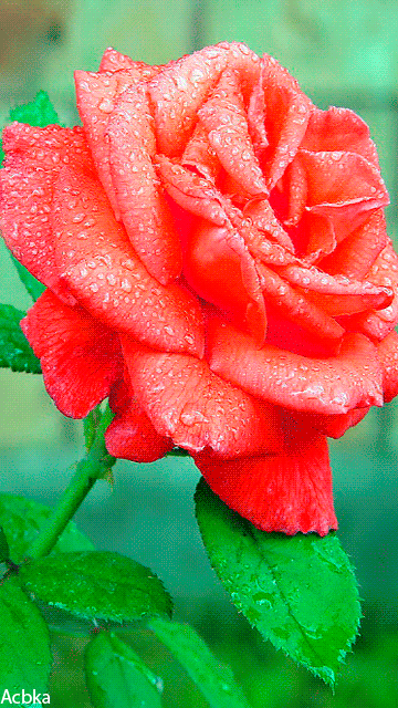 Картинка с розой для тебя