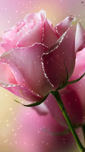 Мерцающая розовая роза