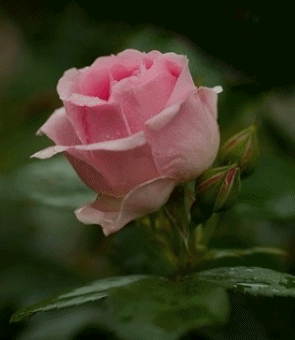 Роза 3D~Цветы анимация