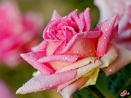 Розовая роза - Анимационные блестящие картинки GIF