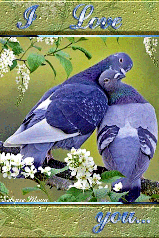 Влюбленные голуби~Любовь и романтика