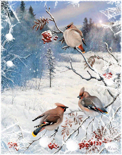 Свиристели в зимнем лесу~Зима. Картинки