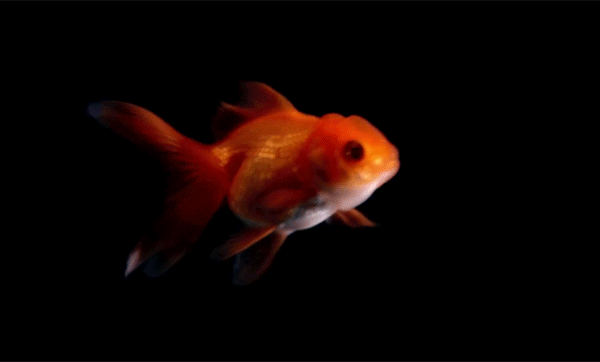 Золотая рыбка - Живые фотографии
