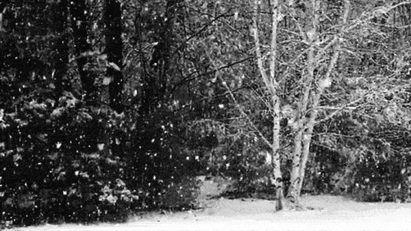 Снег идет - Живые фотографии