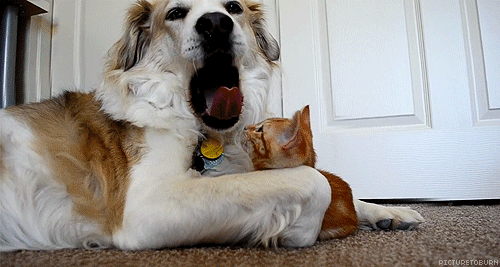 Собака и котёнок - Живые фотографии