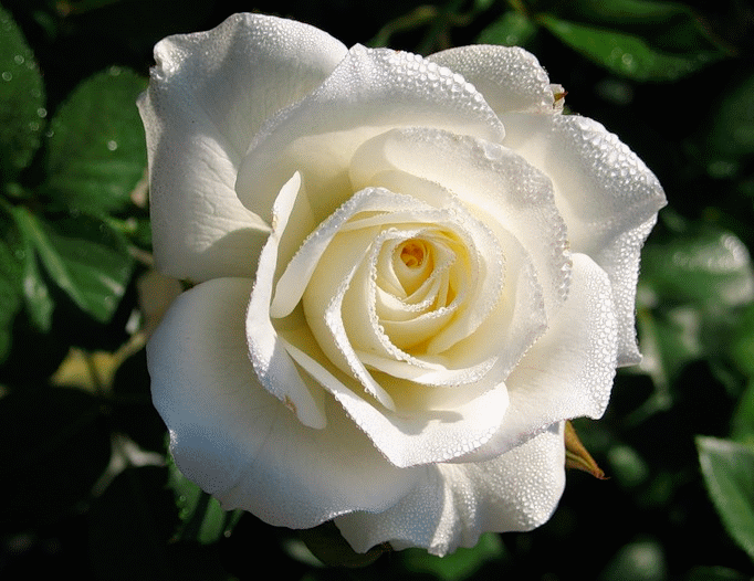 Белая роза фото~Живые фотографии