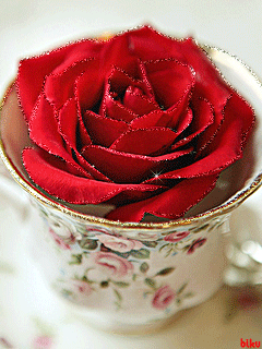 Роза в чашке