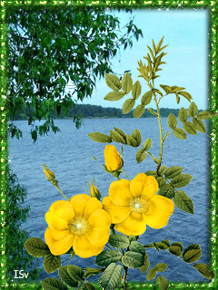 Желтые летние цветы~Анимашки и блестяшки на телефон