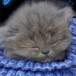 Спящий пушистый котенок