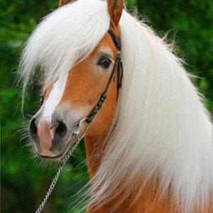 Белогривый конь