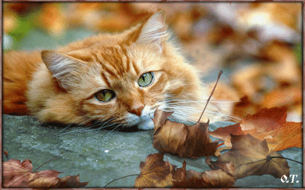 Рыжий кот осенний - Животные. Gif