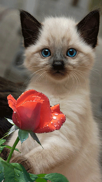 Котенок с розой - Животные. Gif