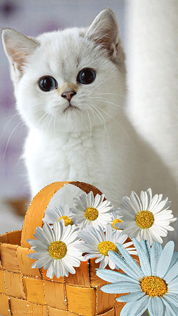 Котенок с ромашками~Фото животных