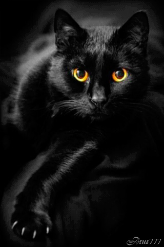 Чёрный кот~Картинки животных