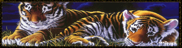 Красивые тигрята~Картинки животных