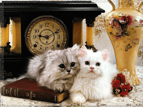 Красивые котята~Животные