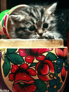Котёнок-матрешка~Фото животных