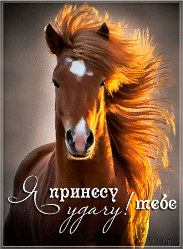 Лошадь~Картинки животных