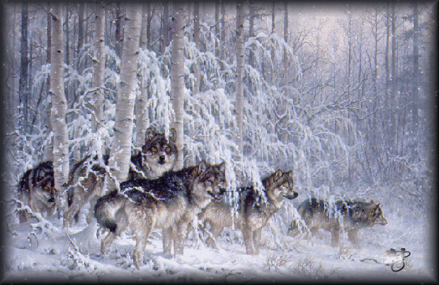 Волки в зимнем лесу~Животные. Gif