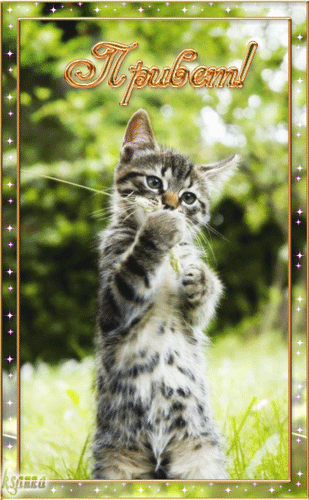 Привет котенок - Привет - Анимационные блестящие картинки GIF